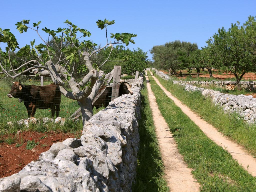 Pietraluce Guest House Alberobello Luaran gambar